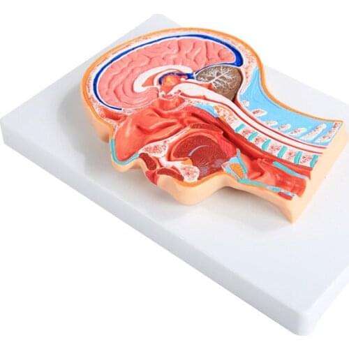Human Head Section Anatomical Model Half Head Face Anatomy Medical Brain Neck Median Study Model Teaching Tools BIX-1065