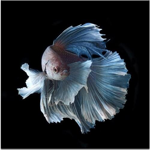 Abstract Animal Betta fish Canvas HD Prints Pictures Wall Art Posters Paintings Home Decor For Living Room Apartment Frame Mural