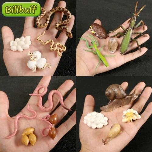 New Simulation Wild Animal Growth Cycle Zoo Model Toy Set Cobra Snails Ant Action Figure Cognition Educational Toy for Childrens