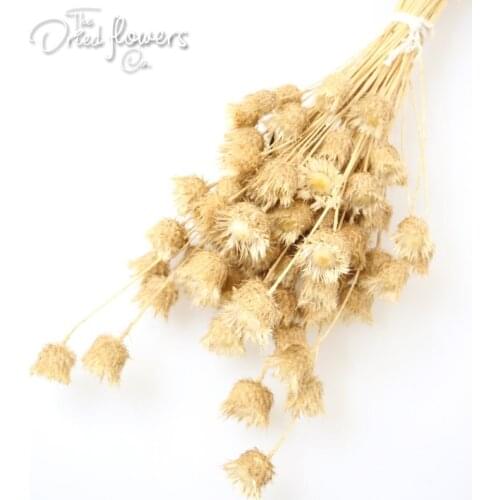 Driedflowersco Products For The Holiday