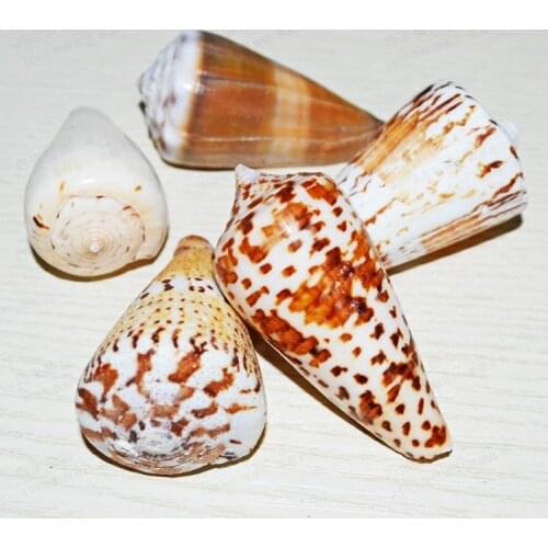 Natural Spiral Seashells DIY Crafts Shells Nautical Home Decor