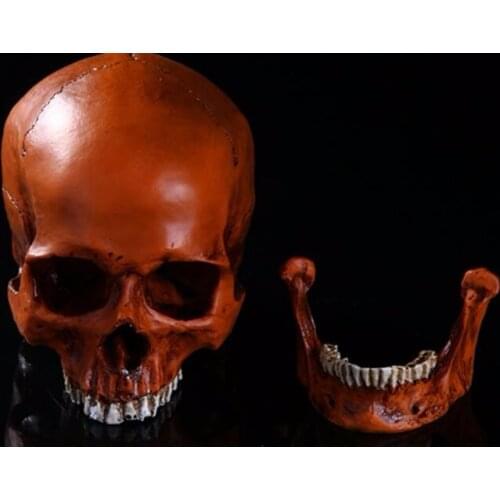 1: 1 human skull model life size resin skull model art class model Halloween human skeleton model free shipping