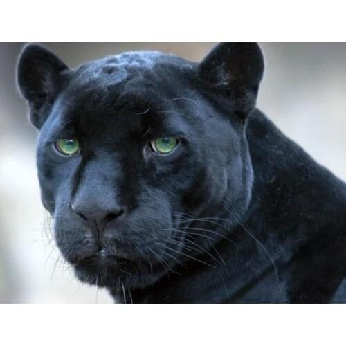 Diamond Embroidery Painting Panther Bear Full Mosaic Rhinestones Stickers Wall Decor Puzzle Picture Toy Diamond Dotz Large Size