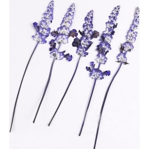 250pcs Dried Pressed Lavender Flowers Plant Herbarium For Jewelry Photo Frame Scrapbooking Bookmark Craft Making Accessories