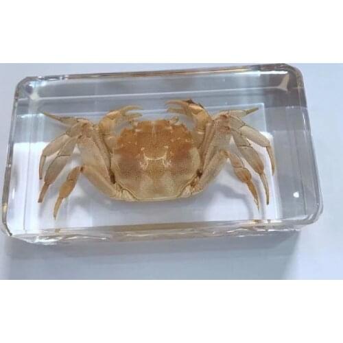 FREE SHIPPING Discount Sale Creative MO 9 fashion Specimen Books Tools Home Decorative Gift