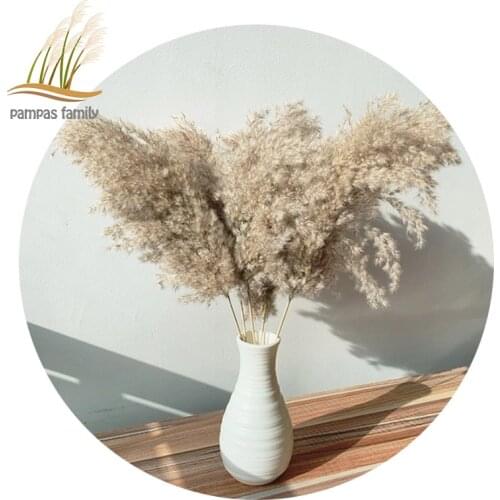 Pampas Grass Decor Dried Flowers Large Size Natural Reed Tall 19-22‘’ Wedding Flowers Bunch For Home Party Christmas Decor