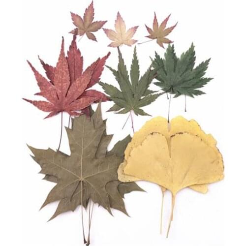 Mixed Pressed Dried Maple + Ginkgo Leaf Leaves Plant Herbarium For Jewelry Phone Case Photo Frame Bookmark Craft DIY Making