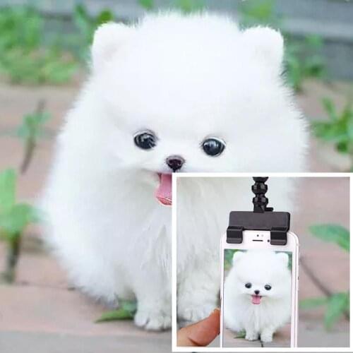 Puppy Selfie Stick Rod Dog Photo Shooting Toys Mobile Phone Clip Pet Supply Adjustable Ornaments With Strong Adsorption Force