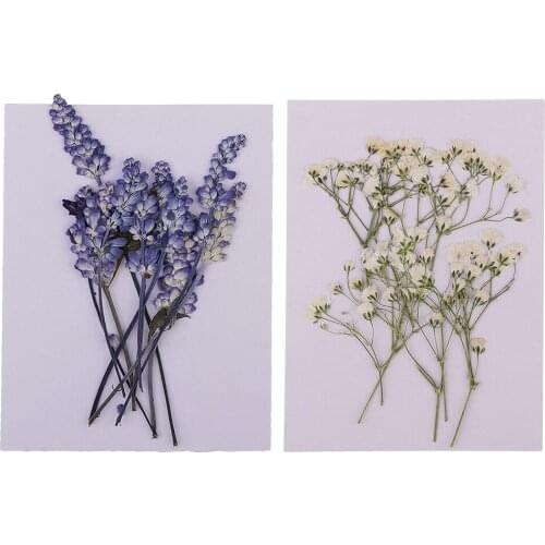 MagiDeal 20x Pressed Dried Flowers Real Babysbreath Sage DIY Scrapbooking Arts Crafts Fake Flowers for gift packaging DIY Craft