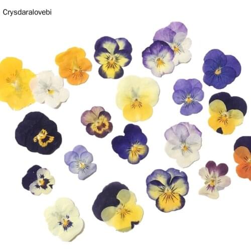 60pcs Pressed Dried Mixed Pansy Corydalis Flower Plant Herbarium For Jewelry Postcard Bookmark Phone Case Invitation Card DIY