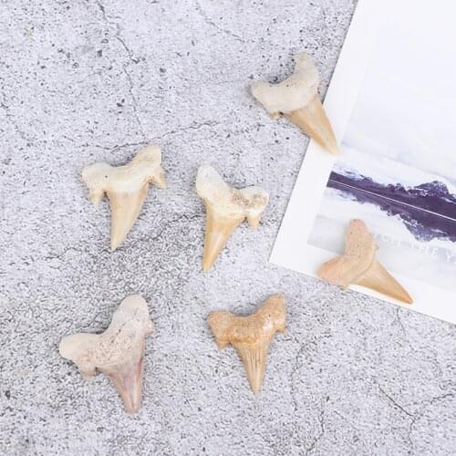 Megalodon Tooth Fossil Shark Teeth Marine Biology Science Teaching Specimen