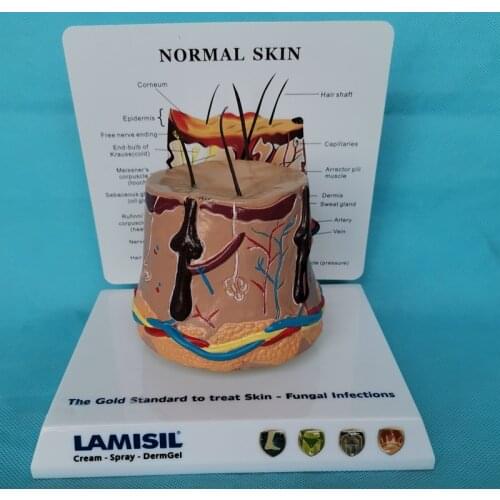 Human Normal Skin Hair Shaft Magnified Anatomical Model Medical Supplies and Equipment