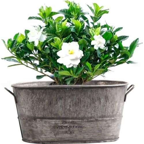 Garden Plant Pot Decorative Vintage Succulent Planter Zinc Coat Bucket Boxes Flower Pot Barrel Patio Yard Gardening Home Decor