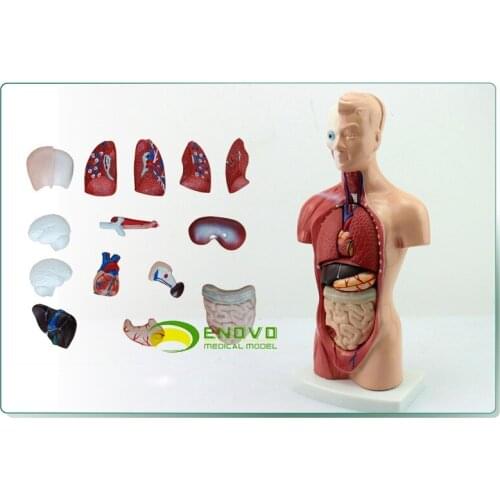 Furniture Decoration Halloween Gift Medical Teaching Model 26CM Torso Model Human System Anatomical Organ Model
