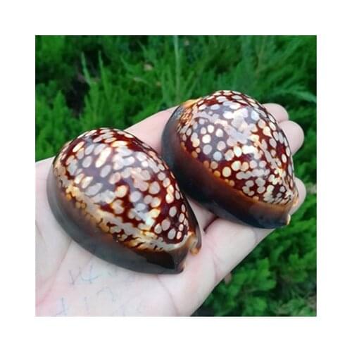 Natural Conch Seashell Tortoise Shell Snail Specimen Snail Handle Piece Fish Tank Landscaping Mediterranean Home Collection