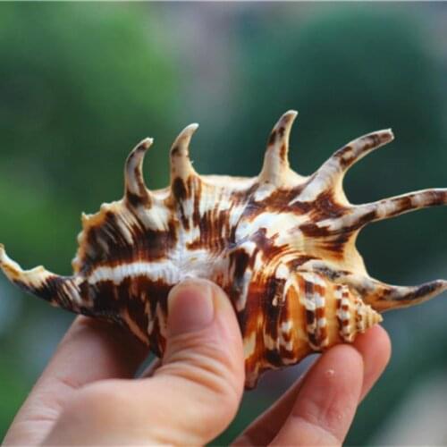 Natural conch shell snails decorative aquarium aquascaping wedding decoration nautical net decor nautical decoration marine