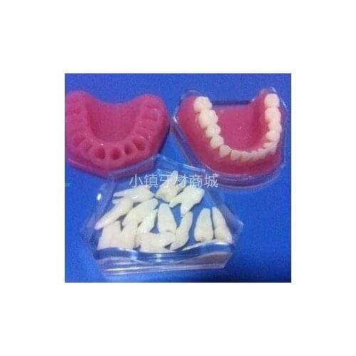 Dental Materials Removable Teaching Simulation tooth Model free shipping