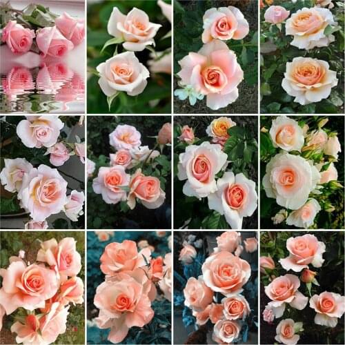 EverShine 5D DIY Diamond Painting Rose Cross Stitch Diamond Embroidery Flowers Picture Of Rhinestones Wall Art Decor For Home