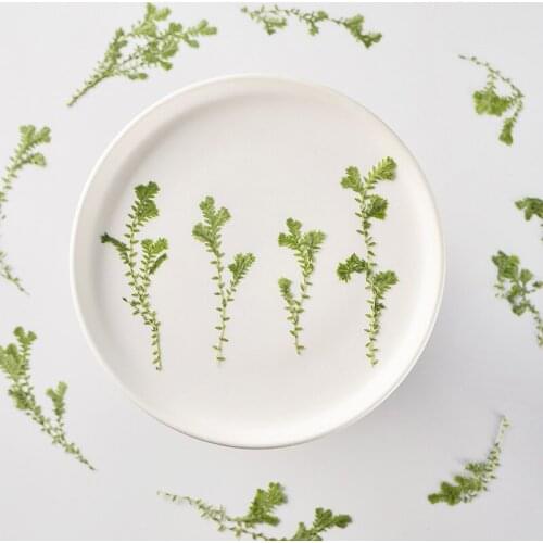 100pcs Pressed Dried Selaginella Leaf Flower For Epoxy Resin Jewelry Making Makeup Face Bookmark Nail Art Craft DIY
