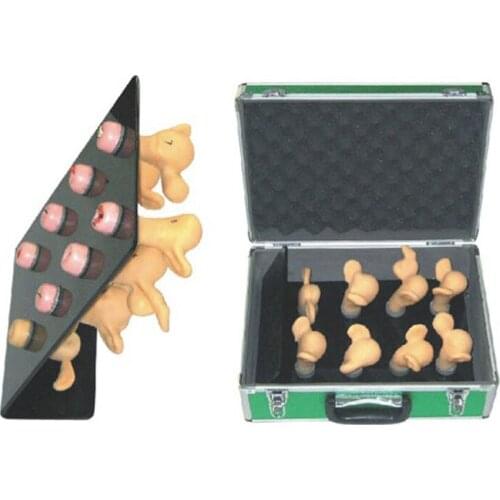 Uterus Simulator and Cervical Lesion Model Medical Demonstration Teaching Anatomy