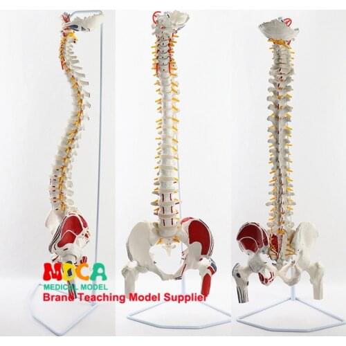 85CM hanging muscle start and stop point writing color spine belt femur massage beauty human spine model MJZ203