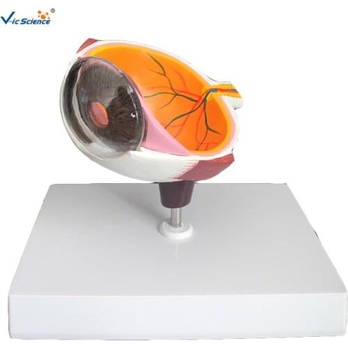 Medical Education Advance half Eye Model Anatomy Model