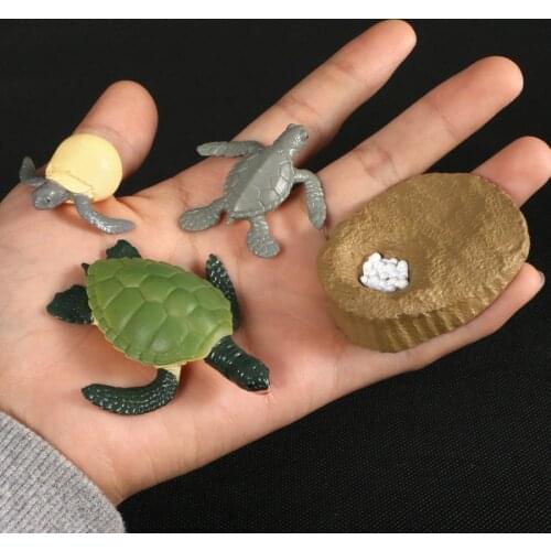 Simulation Animals Growth Cycle Life Cycle of a Green Sea Turtle Figurines Model Action Figures Educational Kids Toys