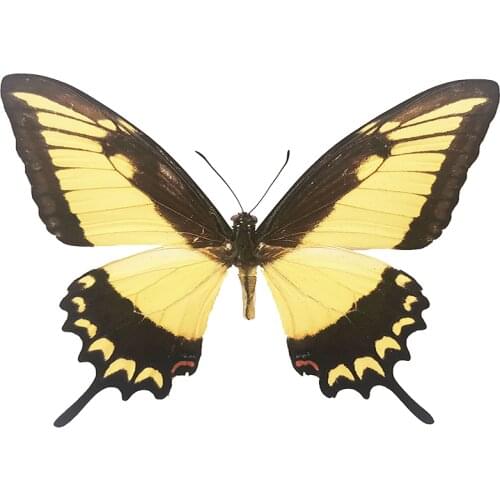 Natural Unmounted Butterfly Specimen Artwork Material Decor