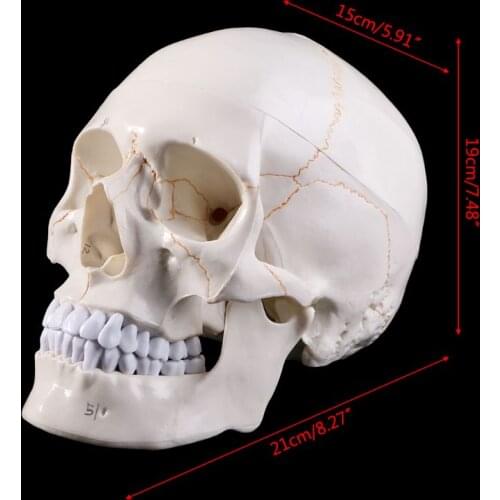 H4GA Life Size Human Skull Model Anatomical Anatomy Teaching Skeleton Head Studying Teaching Supplies