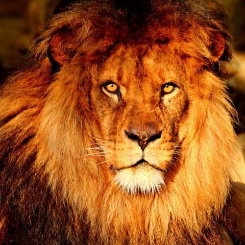 5D DIY Diamond Painting "Animal lion" Cross Stitch Full Square/Round Drill Diamond Embroidery Mosaic Rhinestones Home Decor