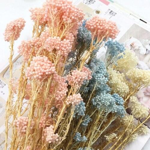 Eternal Flower Short Branch Rice Flower Dried Flower Imported Rice Flower DIY Eternal Flower Material Package Wedding Group