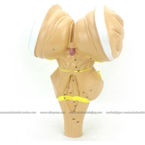 CMAM/12405 Brainstem, Medical Brain Anatomical Human Model