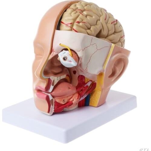 Human Anatomy Head Skull Brain Cerebral Artery Anatomical Model For Teaching material escolar L29K