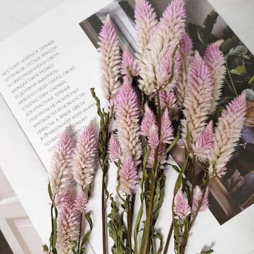 Real Dried Flower Feather Cockscomb Home Decor Eternal Artificial FLowers Living IndieRoomDecoration For Party Wedding Christmas