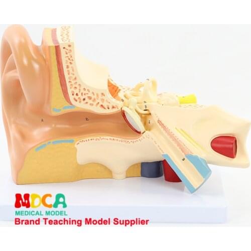 Disassembling 3 components ear anatomy model ear auditory ossicle labyrinth model auricle medical teaching MED001