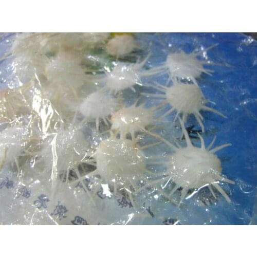 Rare white sea daisy, natural conch shell wholesale, specimens shell decoration