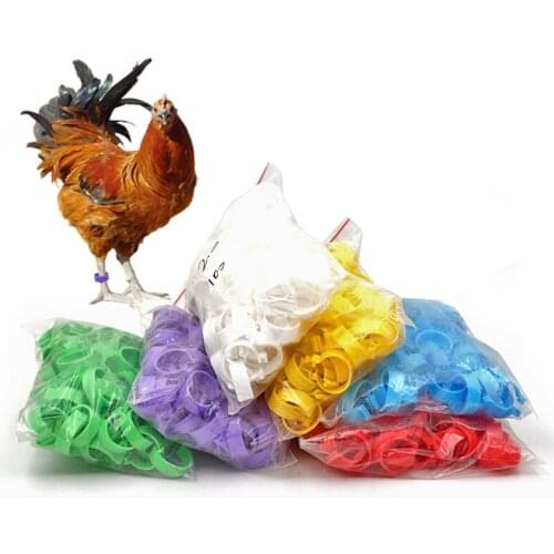 500Pcs Poultry Chicken Foot Ring Inner Diameter 20mm 6Colors Without Word Light weight Freedom of Action Poultry Identification