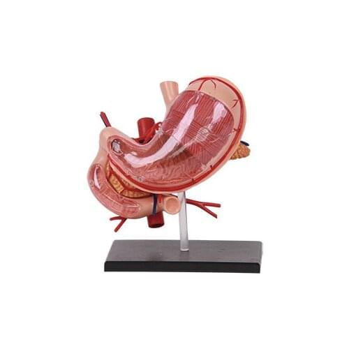 Human anatomical model 4D gastric model gastric muscle vascular anatomical model 9 parts