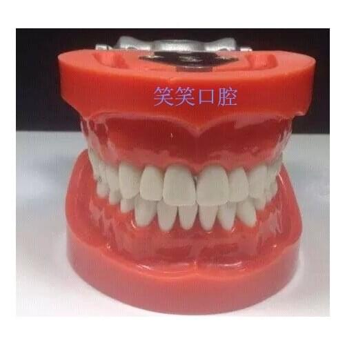 Dentist Dental Practice Model Alternatively Tooth simulation free shipping