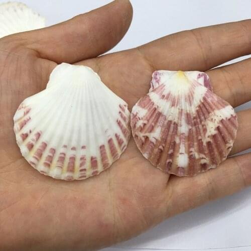 10 Packs of Scallop Shell Pendants Irregular for Jewelry Making DIY Accessories Suitable for Necklaces and Earrings