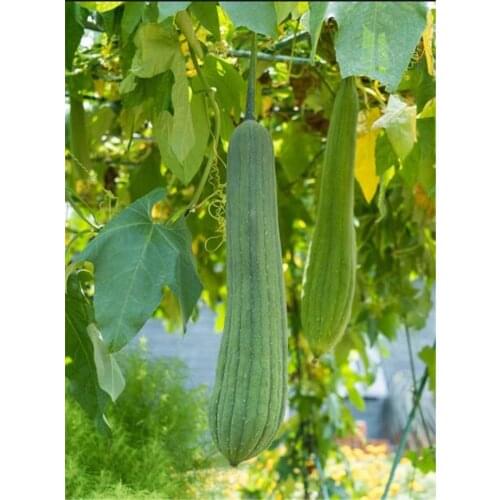 10-15cm Natural loofah Bath Body Shower Sponge Scrubber Dishwashing cloth environmental cleaning products Household Merchandise