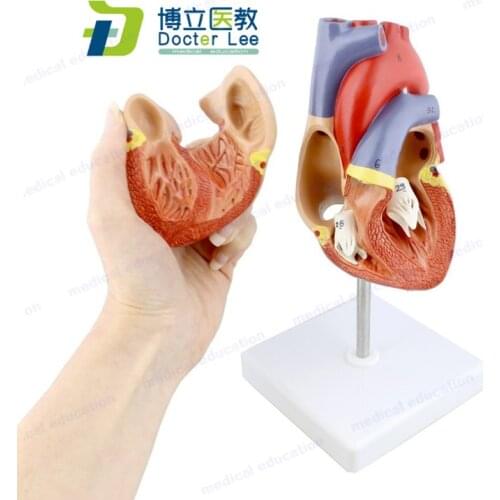 Human Heart Model For Anatomy 2 - Part Heart Models Anatomical Life Size Medical Heart Model for Medical Science