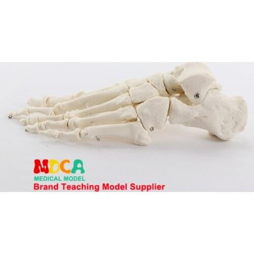 1:1 life size bone foot department of orthopedics massage teaching medical ankle medicine teaching MJG001