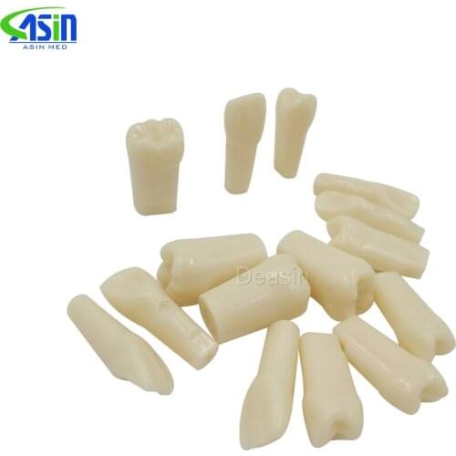 New arrival teeth model replace teeth whole set 28 pcs spare teeth teaching model learning model