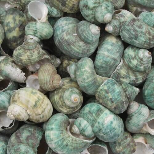 5pcs Green Conch Natural Sea Shells Coquillage Beach Decor Craft Diy Marine Style Fish Tank Conch Embellishment 30-40mm