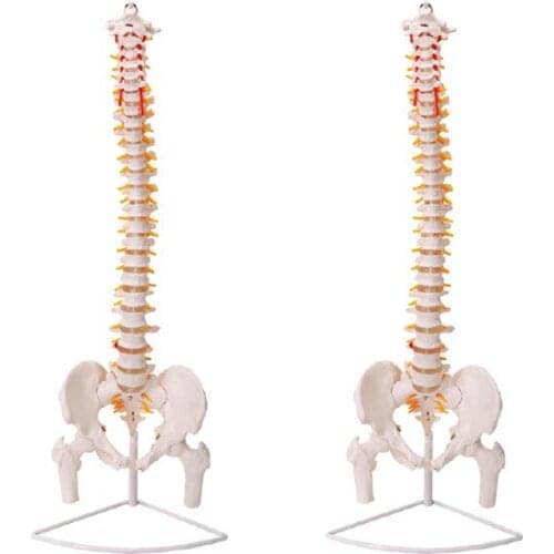High quality 45cm human spine model human skeleton model with Spinal disc pelvis model
