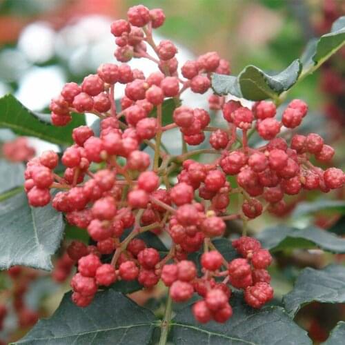 50g free shipping natural organic dried Sichuan green pepper/green/red/huajiao seasoning spice peppercorns