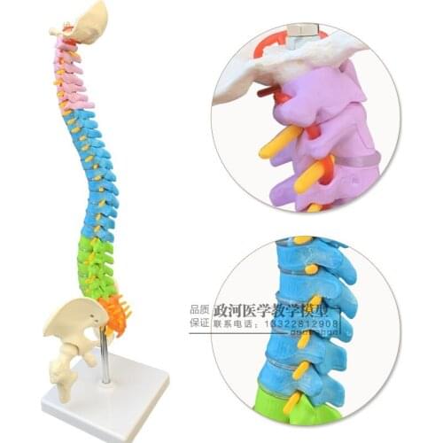 45cm human spine model color vertebra model hip model pelvic model cervical spine
