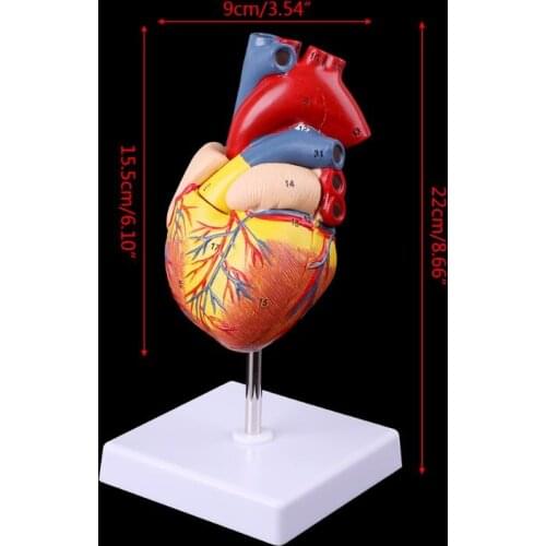 Medical props model Free postage Disassembled Anatomical Human Heart Model Anatomy Medical Teaching Tool