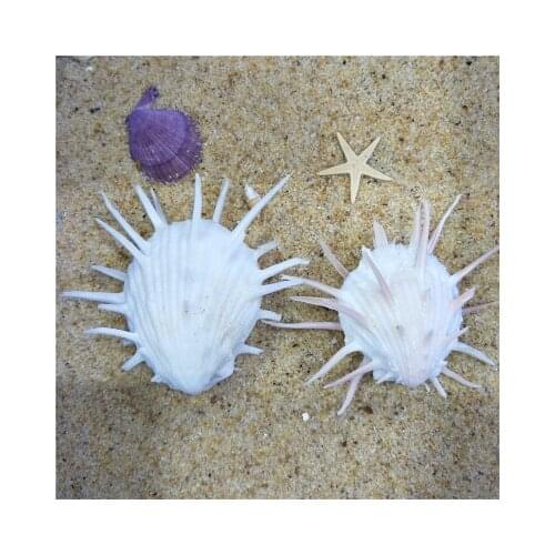 7-11cm natural sea chrysanthemum clam, thorny thousand hand conch shell, marine specimen snail, collectible white chrysanthemum